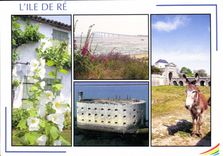 CPM Images de France Charente Maritime l'Ile de Re la Blanche couleur et chrme de l'ile 