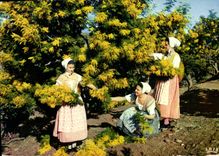 CPM Academie Provencale de Cannes Section de Basse Provence Cueillette du Mimos 