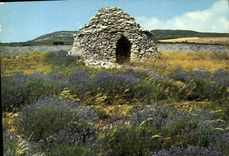 CPM Les Belles Images de Provence Boris dans les lavandes 