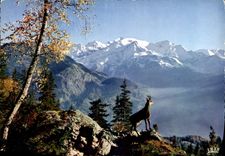 CPM Les Pyrenees Isard 