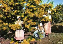 CPM Academie Provencale de Cannes Section de Basse Provence Cueillette du Mimosa 