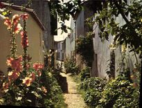CPM Ile De Re Ch Mme Ars Venelle en Fleurs 