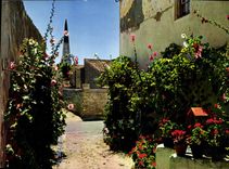 CPM Ile De Re Charente Maritime 17 Une jolie venelle en fleurs 