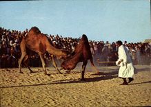 CPM Sud Tunisien Combat de Chameaux 