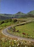 CPM Les Monts du Cantal Le Puy Mary Vaches en paturage 