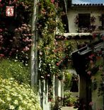 CPM Cordoba Cour cordovan 