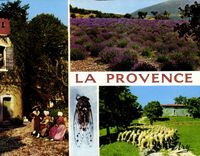 CPM Pigeonnier Provencal Champ de Lavande Troupeau de Moutons 