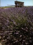 CPM La Lavande en provence 