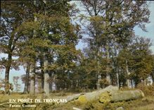 CPM En Foret de Troncais Allier Futaie Colbert 
