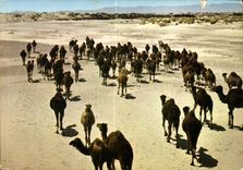 CPM Algerie Le Sud Fascinant 