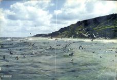 CPM Envol de mouettes 