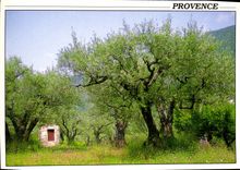 CPM Champs D'Oliviers Provence 