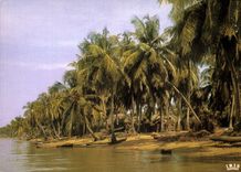 CPM Afrique Plage de cocotiers 