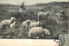 CPA Bergere Moutons