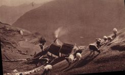 CPA Gavarnie environs H P Paturages dans la montagne Moutons