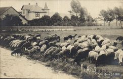 CPA Moutons