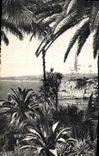 CPA Nice entre les Palmiers 