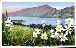 CPA Lac du Bourget Dent du Chat Narcisses 
