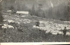 CPA Berger Moutons