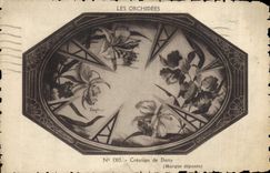 CPA Les Orchidees Creation de Datty 