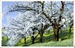 CPA Arbres en fleurs