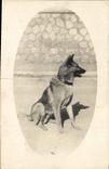 CARTE PHOTO Chien Berger allemand