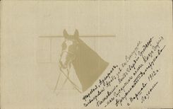 CARTE PHOTO Cheval