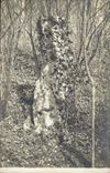 CARTE PHOTO Arbre
