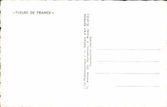 CPA Les roses Fleurs Papillon