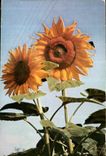 CPA Fleurs de Tournesol 