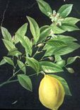 CPA Citron fleur feuille fruit 