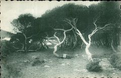 CPA Bois de Pins aux Iles de Lerins 