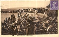 CPA Juan les Pins Etude d'Agaves 