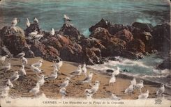 CPA Cannes les Mouettes sur la Plage de la Croisette 