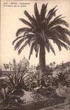 CPA Nice Palmiers et Palais de la Jetee 