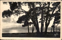 CPA Juan les Pins Contre-Jour sur la Pinede 
