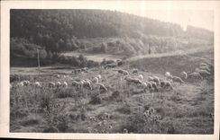 CARTE PHOTO Moutons