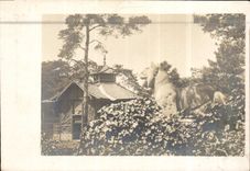 CARTE PHOTO Maison Tigre