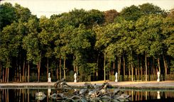 CPM Versailles La Bassin d'Apollon 