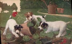CPA Raphael Toule & Sons Oilette Chiens