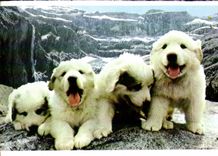 CPM Hautes Pyrenees Chiots des Pyrenees 