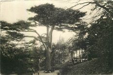 CPA Museum National d'Histoire Naturelle Jardin des Plantes Paris Au Labyrinthe Le Cedre du Liban 