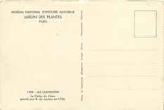CPA Museum National d'Histoire Naturelle Jardin des Plantes Paris Au Labyrinthe Le Cedre du Liban 