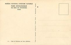 CPA Museum National D'Histoire Naturelle Parc Zoologique du Bois de Vincennes Paris Lion et Lionnes 