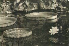 CPA Musee National d'Histoir Naturelle Jardin des Plantes Paris Serre Tropicale la Victoria Regia Ny