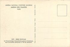CPA Musee National d'Histoir Naturelle Jardin des Plantes Paris Serre Tropicale la Victoria Regia Ny