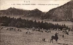 The Mount Gilds CPA Paturage with the foot of Sancy (cows)