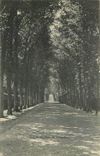 CPA Une allee dir Parc de Versailles 