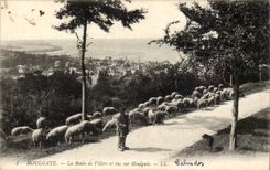 Houlgate CPA the road of Villers and sight on Houlgate (sheep)