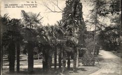 Angers CPA Palm plantation of the botanical garden